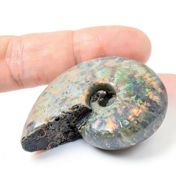 Silver Iridescent Ammonite Fossil Lapidary Central 110 Myr Authentic-5