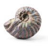 Silver Iridescent Ammonite Fossil Lapidary Central 110 Myr Authentic-7
