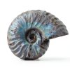 Silver Iridescent Ammonite Fossil Lapidary Central 110 Myr Authentic-2