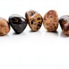 Petoskey Stone (Polished) Rock Hexagonaria | Beautiful Fossil with Nice Gift Bag-2