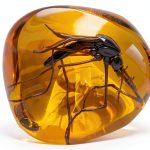 Mosquito in Amber Replica VEOJEIN Resin Fossil for Paleontology-0