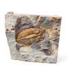 Trilobite Fossil by zonzxcv Real 2‑3in Specimen for Collections-1