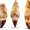 Amazing Gemstone Dinosaur Animal Shark Teeth Fossil Bulk-5