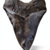 Megalodon Tooth 5 1/4'' Fossil by Total Deconstruction Impressive Size-5