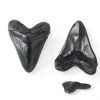 Megalodon Tooth, Black Shark Tooth,Megalodon Fossil with Serrations Sawtooth, Megalodon Tooth Fossil Replica for, Collectors, Teachers, Children and Fossil Lovers, 5.5 Inch Giant Shark Teeth(Replica)-6