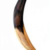 Sabertooth Cat Canine Replica by Essen United 10" Fossil Cast-0