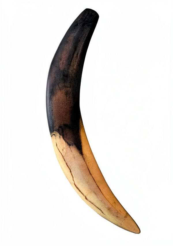 Sabertooth Cat Canine Replica by Essen United 10" Fossil Cast-0