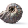 Silver Iridescent Ammonite Fossil Lapidary Central 110 Myr Authentic-6