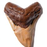 Megalodon Shark Tooth Fossil – Total Deconstruction – Carcharodon-0