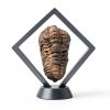 Calymene Trilobite Fossil by LuxeVib 570Myr Real Fossil with Frame-1