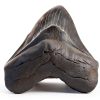 Megalodon Tooth 5 1/4'' Fossil by Total Deconstruction Impressive Size-4