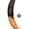 Sabertooth Cat Canine Replica by Essen United 10" Fossil Cast-1