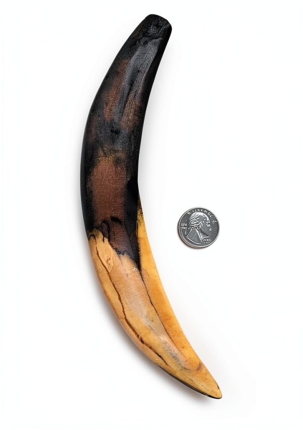 Sabertooth Cat Canine Replica by Essen United 10" Fossil Cast-1