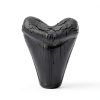 Megalodon Tooth, Black Shark Tooth,Megalodon Fossil with Serrations Sawtooth, Megalodon Tooth Fossil Replica for, Collectors, Teachers, Children and Fossil Lovers, 5.5 Inch Giant Shark Teeth(Replica)-3