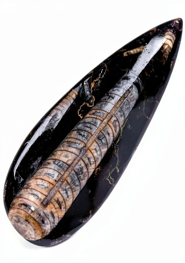 KALIFANO Authentic Orthoceras Fossil Extinct Cephalopod Shell Morocco-0