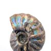 Silver Iridescent Ammonite Fossil Lapidary Central 110 Myr Authentic-4
