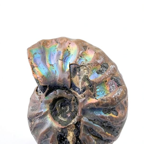 Silver Iridescent Ammonite Fossil Lapidary Central 110 Myr Authentic-4
