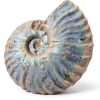 Silver Iridescent Ammonite Fossil Lapidary Central 110 Myr Authentic-0