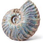 Silver Iridescent Ammonite Fossil Lapidary Central 110 Myr Authentic-0