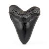 Megalodon Tooth, Black Shark Tooth,Megalodon Fossil with Serrations Sawtooth, Megalodon Tooth Fossil Replica for, Collectors, Teachers, Children and Fossil Lovers, 5.5 Inch Giant Shark Teeth(Replica)-0