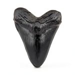 Megalodon Tooth, Black Shark Tooth,Megalodon Fossil with Serrations Sawtooth, Megalodon Tooth Fossil Replica for, Collectors, Teachers, Children and Fossil Lovers, 5.5 Inch Giant Shark Teeth(Replica)-0