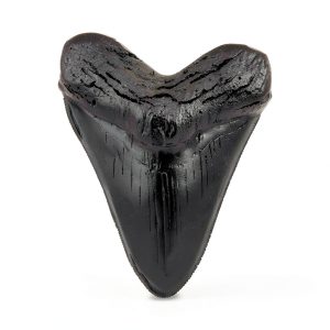 Megalodon Tooth, Black Shark Tooth,Megalodon Fossil with Serrations Sawtooth, Megalodon Tooth Fossil Replica for, Collectors, Teachers, Children and Fossil Lovers, 5.5 Inch Giant Shark Teeth(Replica)-0
