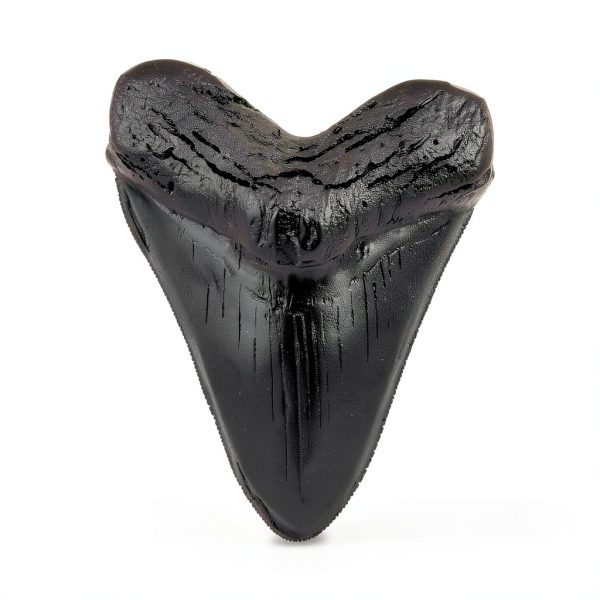 Megalodon Tooth, Black Shark Tooth,Megalodon Fossil with Serrations Sawtooth, Megalodon Tooth Fossil Replica for, Collectors, Teachers, Children and Fossil Lovers, 5.5 Inch Giant Shark Teeth(Replica)-0
