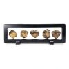Set of 5 Authentic Arthropod Real Trilobite Tail Fossil Rocks Kit Come 450 Million Years ago for Collections and Education-4