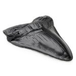 Carcharodon Megalodon Shark Tooth POXXU 5.5 inch Serrated Fossil-0