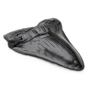 Carcharodon Megalodon Shark Tooth POXXU 5.5 inch Serrated Fossil-0