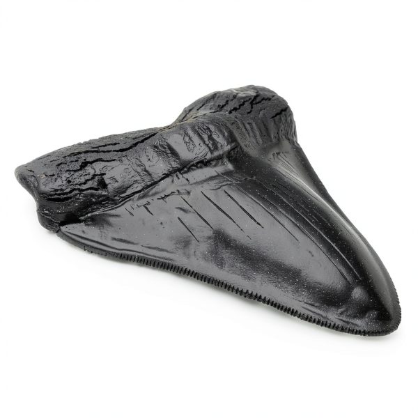 Carcharodon Megalodon Shark Tooth POXXU 5.5 inch Serrated Fossil-0