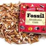 Shark Teeth Fossils 1lb – Dancing Bear A&B Moroccan Paleocene-0