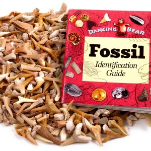 Shark Teeth Fossils 1lb – Dancing Bear A&B Moroccan Paleocene-0
