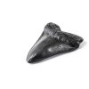 Carcharodon Megalodon Shark Tooth POXXU 5.5 inch Serrated Fossil-1