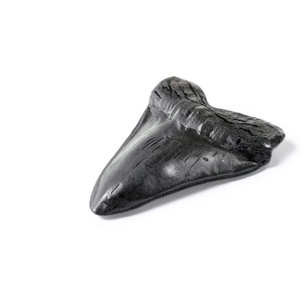 Carcharodon Megalodon Shark Tooth POXXU 5.5 inch Serrated Fossil-1