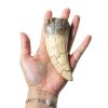T rex Tooth, Dinosaur Teeth, Resin Tyrannosaurus Toothy Direct Cast Replica, Mosasaurus Spinosaurus Trex Fossils Model for Necklace, Fossilized Various Prehistoric Dinosaurs High-Fidelity Replicas-2