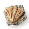 Set of 5 Authentic Arthropod Real Trilobite Tail Fossil Rocks Kit Come 450 Million Years ago for Collections and Education-1