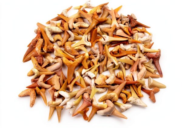 Shark Teeth Fossils 1lb – Dancing Bear A&B Moroccan Paleocene-2