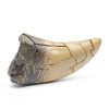T rex Tooth, Dinosaur Teeth, Resin Tyrannosaurus Toothy Direct Cast Replica, Mosasaurus Spinosaurus Trex Fossils Model for Necklace, Fossilized Various Prehistoric Dinosaurs High-Fidelity Replicas-7