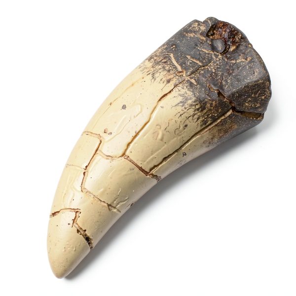 T rex Tooth, Dinosaur Teeth, Resin Tyrannosaurus Toothy Direct Cast Replica, Mosasaurus Spinosaurus Trex Fossils Model for Necklace, Fossilized Various Prehistoric Dinosaurs High-Fidelity Replicas-8