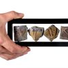 Set of 5 Authentic Arthropod Real Trilobite Tail Fossil Rocks Kit Come 450 Million Years ago for Collections and Education-0