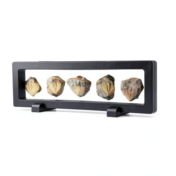 Set of 5 Authentic Arthropod Real Trilobite Tail Fossil Rocks Kit Come 450 Million Years ago for Collections and Education-5