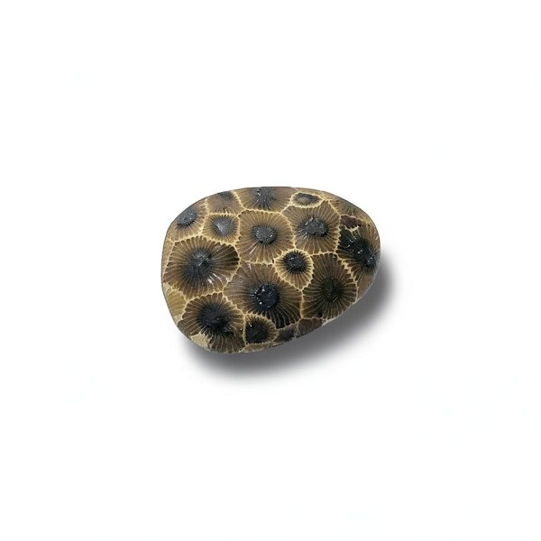 Petoskey Stone (Polished) Rock Hexagonaria | Beautiful Fossil with Nice Gift Bag-0