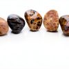 Petoskey Stone (Polished) Rock Hexagonaria | Beautiful Fossil with Nice Gift Bag-2