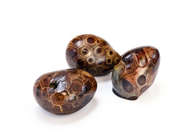 Petoskey Stone (Polished) Rock Hexagonaria | Beautiful Fossil with Nice Gift Bag-1