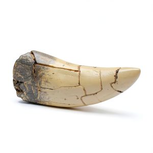T rex Tooth, Dinosaur Teeth, Resin Tyrannosaurus Toothy Direct Cast Replica, Mosasaurus Spinosaurus Trex Fossils Model for Necklace, Fossilized Various Prehistoric Dinosaurs High-Fidelity Replicas-0