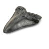 Carcharodon Megalodon Shark Tooth POXXU 5.5 inch Serrated Fossil-2