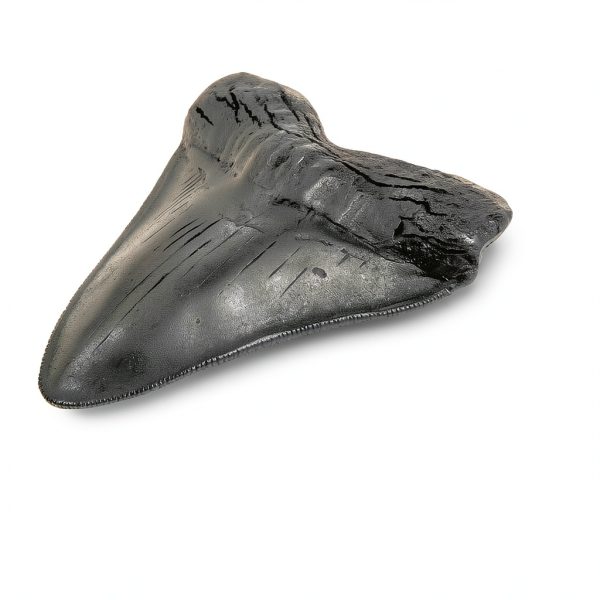 Carcharodon Megalodon Shark Tooth POXXU 5.5 inch Serrated Fossil-2