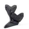 Carcharodon Megalodon Shark Tooth POXXU 5.5 inch Serrated Fossil-3