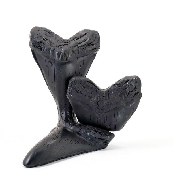 Carcharodon Megalodon Shark Tooth POXXU 5.5 inch Serrated Fossil-3